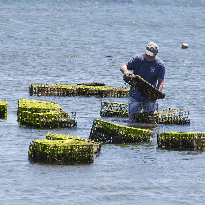 aquaculture